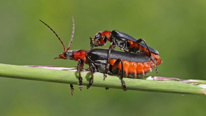 3jcmenneronaccouplement-705×397
