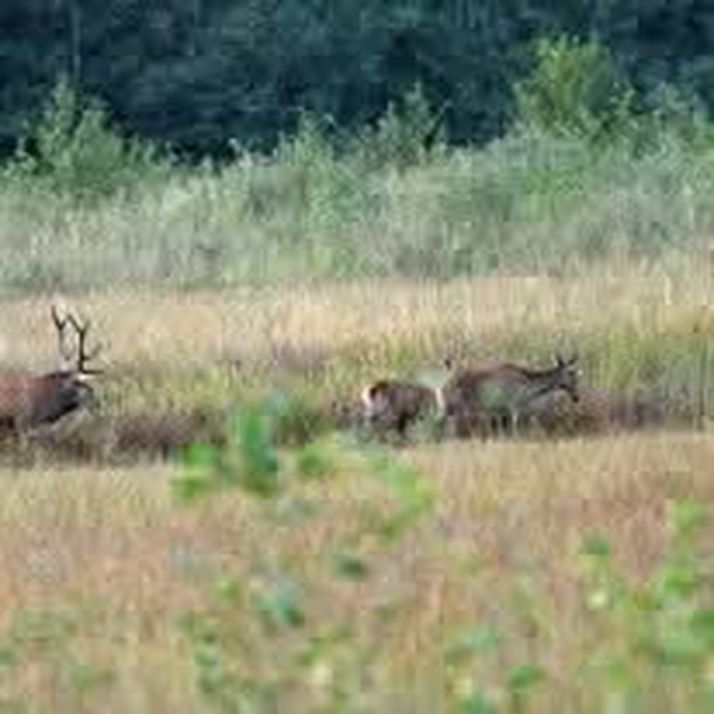 Brame du cerf